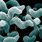 Campylobacter  општи информации