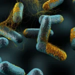 Campylobacter  општи информации