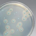 HACCP систем
