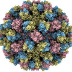 Listeria monocytogenes општи информации