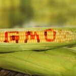 Микотоксини во храната